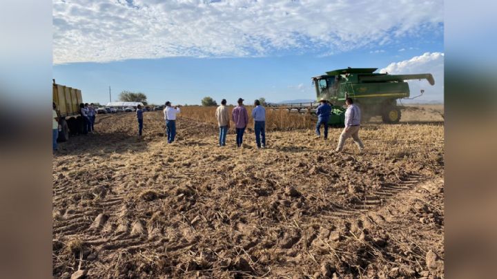 Guar, un nuevo cultivo con gran potencial para productores de Sonora