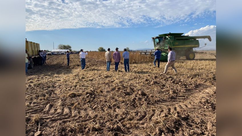 Guar, un nuevo cultivo con gran potencial para productores de Sonora