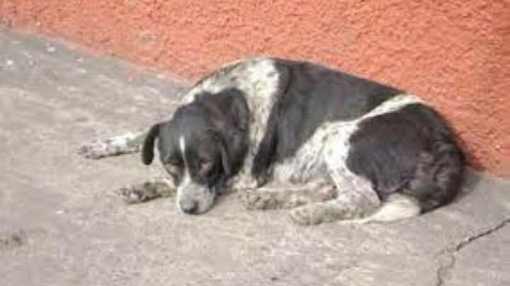 ¡De no creerse! Autoridades 'detienen' a canino; lo acusan de abusar de una menor de 9 años