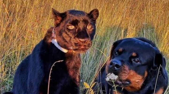 VIDEO: Una pantera y un rottweiler enternecen a Internet con su peculiar amistad
