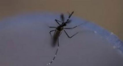 Dengue sigue presente en Sonora: Muere una joven en Cajeme; Bácum, con 27 casos confirmados