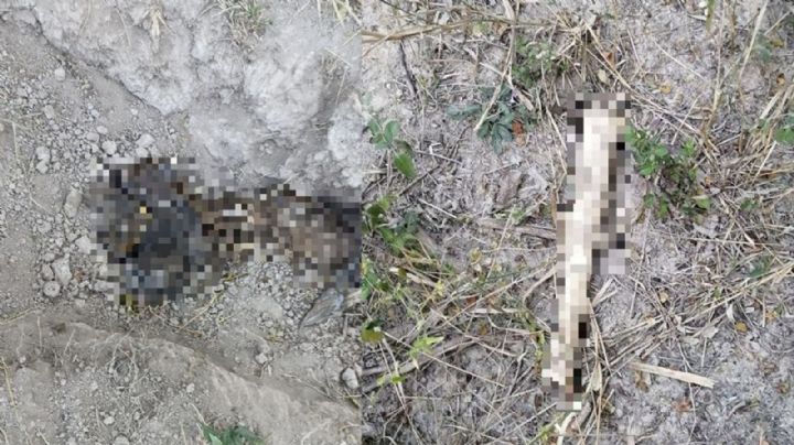 Leñadores descubren los cuerpos de dos hombres en predio de Nuevo León