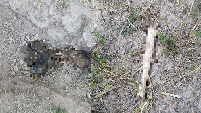 Leñadores descubren los cuerpos de dos hombres en predio de Nuevo León