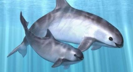 Triste noticia: Vaquita marina está a punto de desaparecer; solo había ocho ejemplares