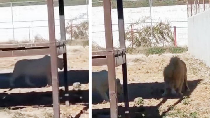 VIDEO: ¡Terrible! León blanco devora a su cachorro recién nacido en zoológico de Hidalgo