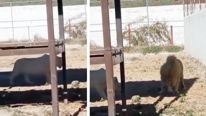 VIDEO: ¡Terrible! León blanco devora a su cachorro recién nacido en zoológico de Hidalgo