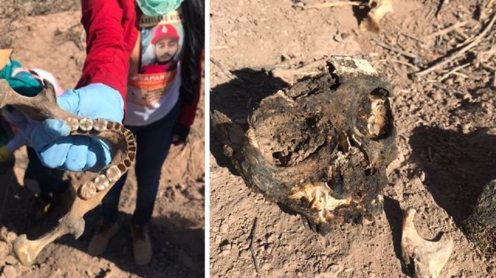 A un mes del hallazgo, Fiscalía de Sonora analiza restos de 25 personas ubicadas en fosas
