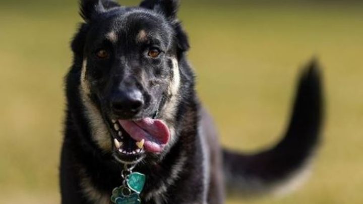 Conoce a 'Champ' y 'Major': Los pastores alemanes más felices de la Casa Blanca