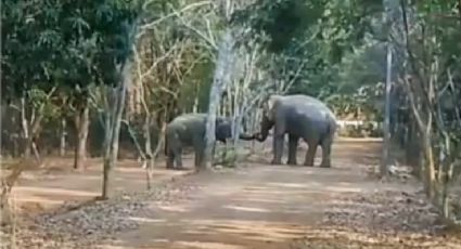 VIDEO: ¡Insólito! Dos elefantes hacen las paces tras semanas de pelear por una hembra