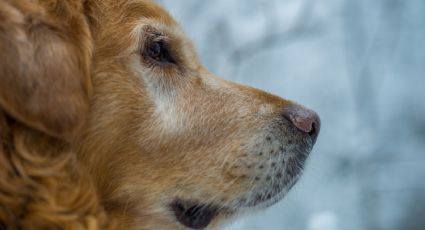 ¡Impactante! Golden retriever es rescatado de las garras de la muerte