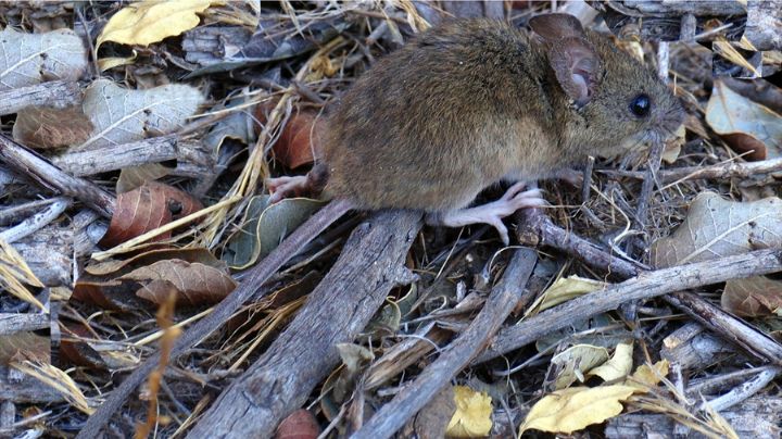 Muere un joven de 23 años por hantavirus en Argentina: ¿Cuáles son los síntomas?