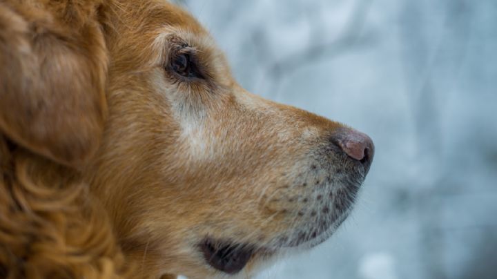 ¡Impactante! Golden retriever es rescatado de las garras de la muerte