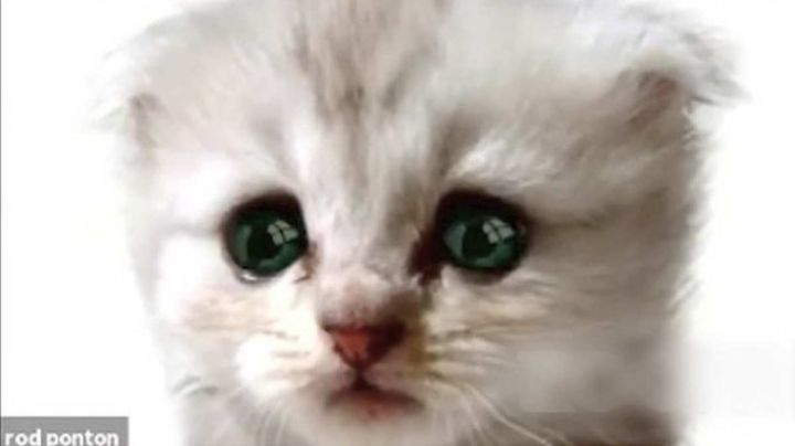 Esta es la forma en la que puedes activar el filtro de gato en la plataforma Zoom