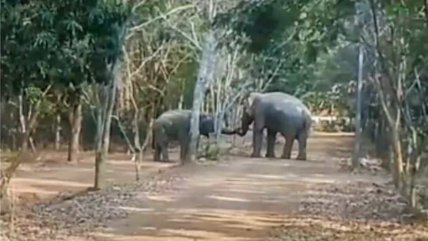 VIDEO: ¡Insólito! Dos elefantes hacen las paces tras semanas de pelear por una hembra