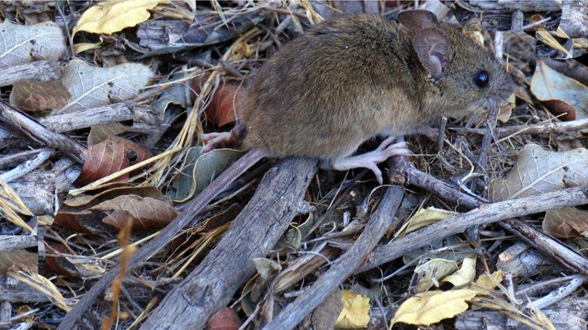 Muere un joven de 23 años por hantavirus en Argentina: ¿Cuáles son los síntomas?