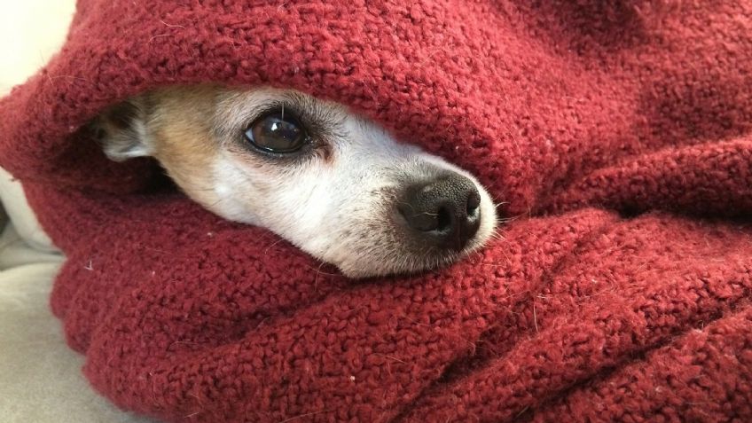 "Él es el ajuste perfecto": Perro chihuahua de 3 patas es adoptado por su salvadora