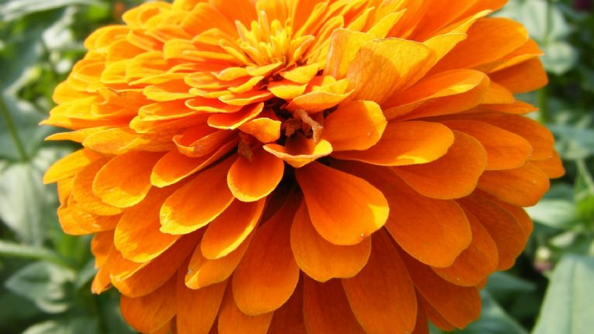 ¡No lo creerás! Estas son algunas flores que se pueden convertir en infusiones