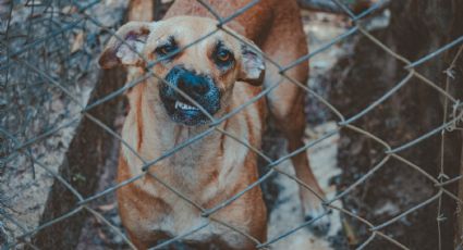 Mujer de la tercera edad muere atacada por los perros que cuidaba; la sorprenden en su patio