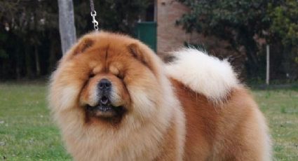 ¿Hermanos de los osos? Conoce los datos más interesantes sobre los perros Chow chow