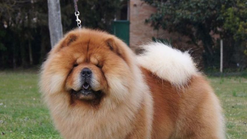 ¿Hermanos de los osos? Conoce los datos más interesantes sobre los perros Chow chow