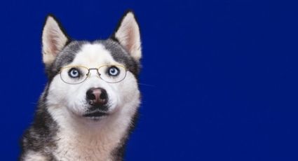 ¡Te sorprenderán! Descubre algunas curiosidades del sorprendente Husky Siberiano