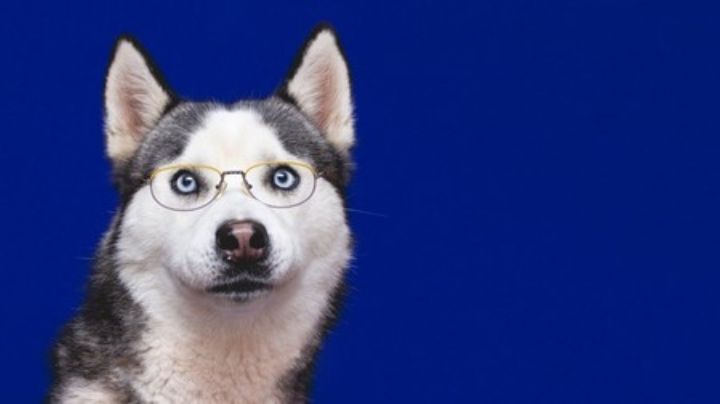 ¡Te sorprenderán! Descubre algunas curiosidades del sorprendente Husky Siberiano