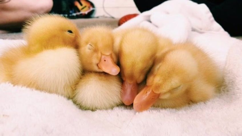 ¿Quieres un pato de mascota? Estas son algunas cosas que debes tomar en cuenta