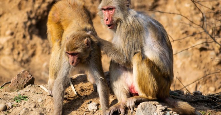 Un grupo de monos entró a una vivienda y secuestró a una bebé de 8 días de nacida