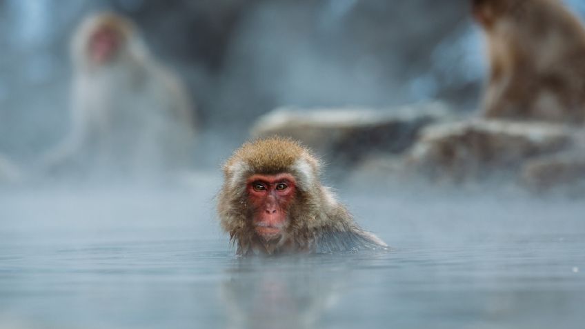Hallan muerta a una bebé de 8 días de nacida; la raptó un grupo de monos en su vivienda