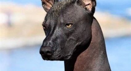 ¡No lo creerías! Existen varios tipos de xoloitzcuintle; conócelos