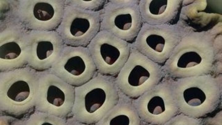 ¿Tienes tripofobia? Estos breves consejos te podrían ayudar a vencer este popular miedo