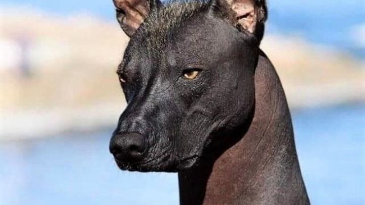 ¡No lo creerías! Existen varios tipos de xoloitzcuintle; conócelos