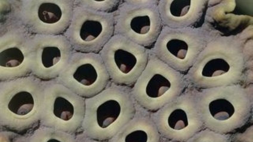 ¿Tienes tripofobia? Estos breves consejos te podrían ayudar a vencer este popular miedo