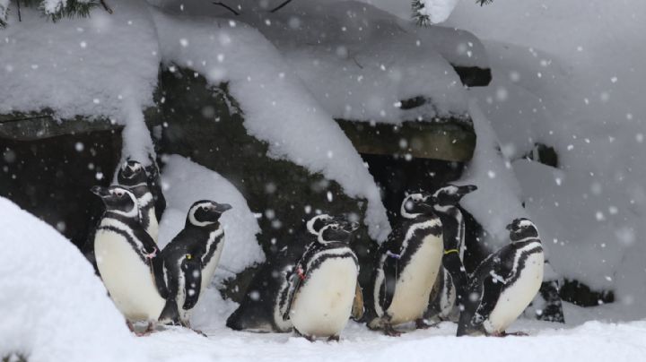 VIDEO: ¡Las nevadas no afectan a todos! Animales del zoológico disfrutan clima de EU