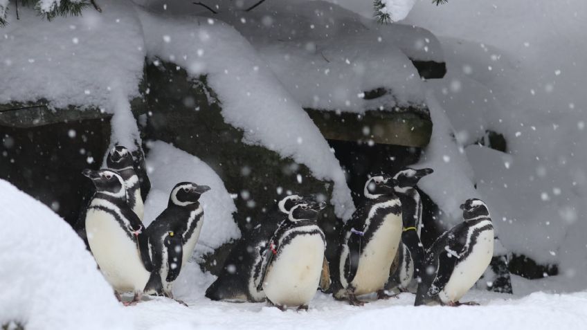 VIDEO: ¡Las nevadas no afectan a todos! Animales del zoológico disfrutan clima de EU