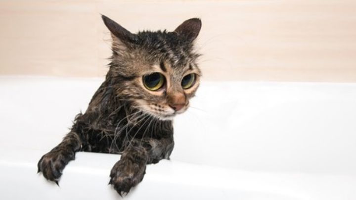 ¡No más rasguños! Así puedes bañar a tu gato sin sufrir rasguños en el intento