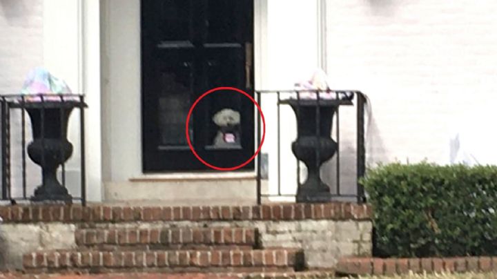 Le 'llueve sobre mojado': Ahora, critican a Ted Cruz por dejar a su perrito solo e irse a Cancún