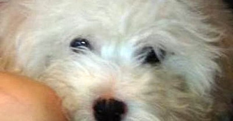 Ted Cruz y su familia dejaron solo a su perrito 'Copo de Nieve'