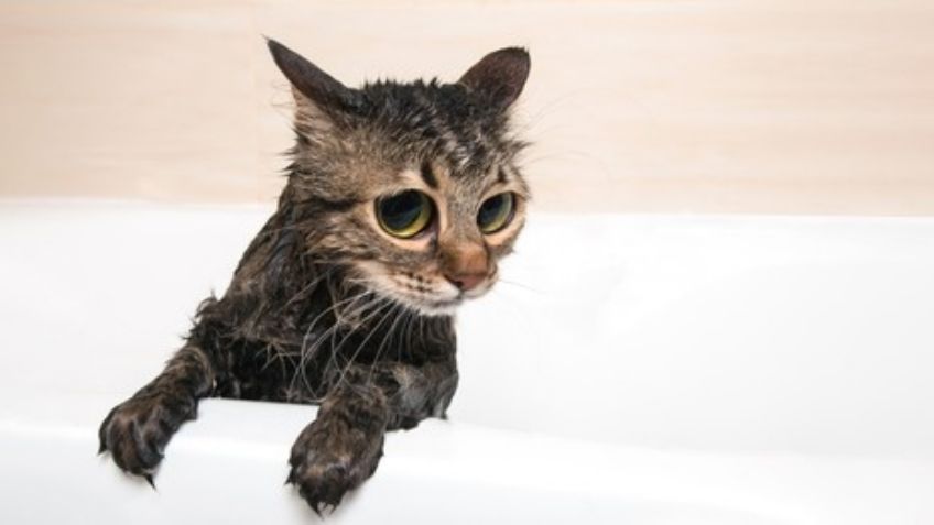 ¡No más rasguños! Así puedes bañar a tu gato sin sufrir rasguños en el intento