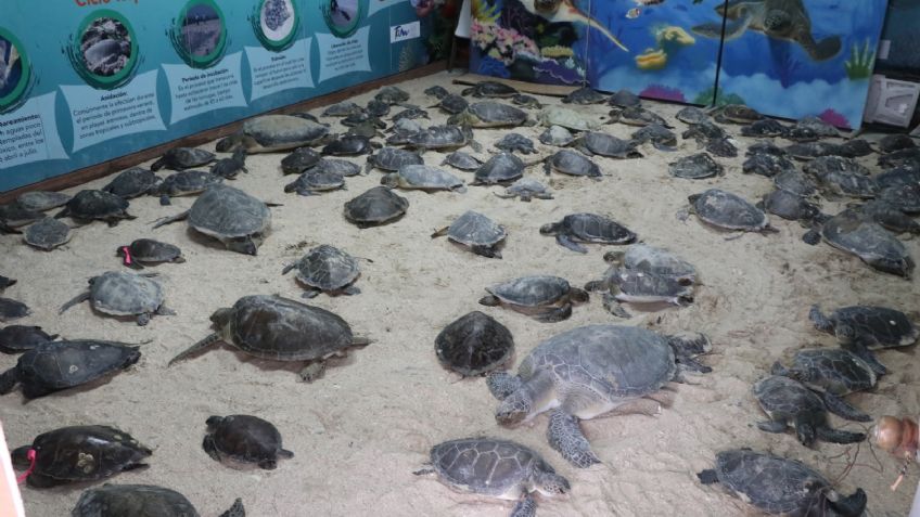 ¡Gran labor! Con hipotermia, rescatan a tortugas varadas en playas de Tamaulipas