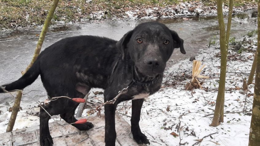 ¡Justicia! Caen por crueldad animal quienes exponen a sus mascotas en tormenta invernal