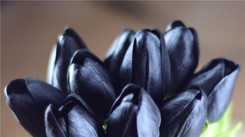 ¡Obscuras como la noche! Las flores negras existen y pueden ser perfectas para tu hogar