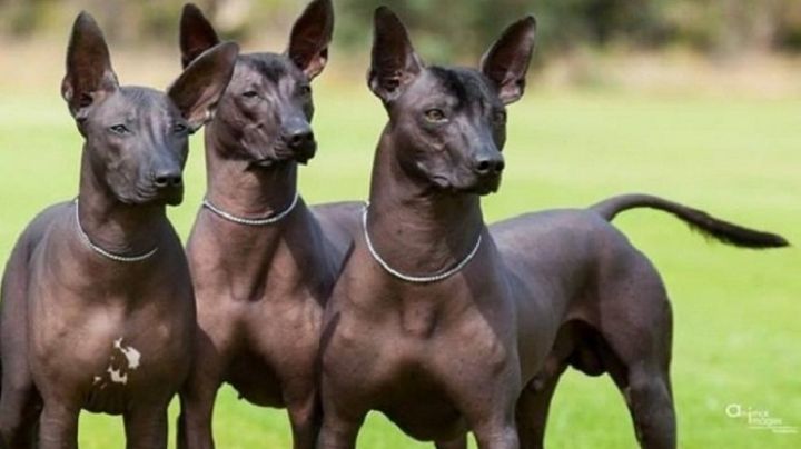 ¿Los hay con pelo? Conoce algunos de los datos más interesantes del Xoloitzcuintle