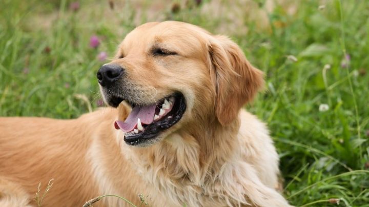 Muy parecidos a Einstein: Estas son las 5 razas de perros más inteligentes