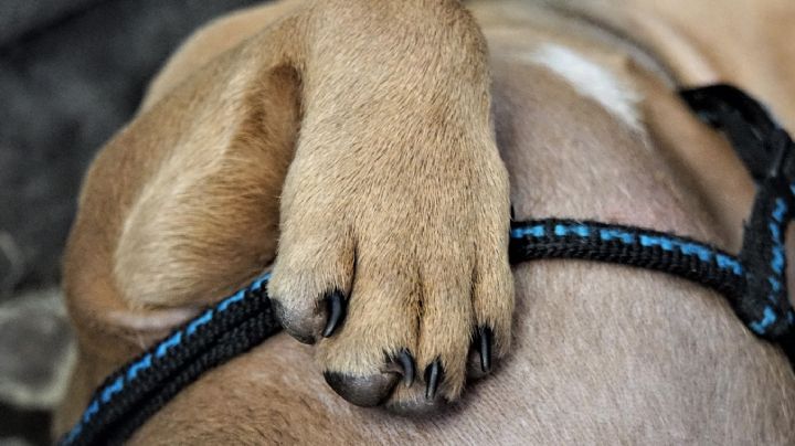 Alerta en Navolato: Presunto asesino serial de perros ha cobrado casi 100 vidas