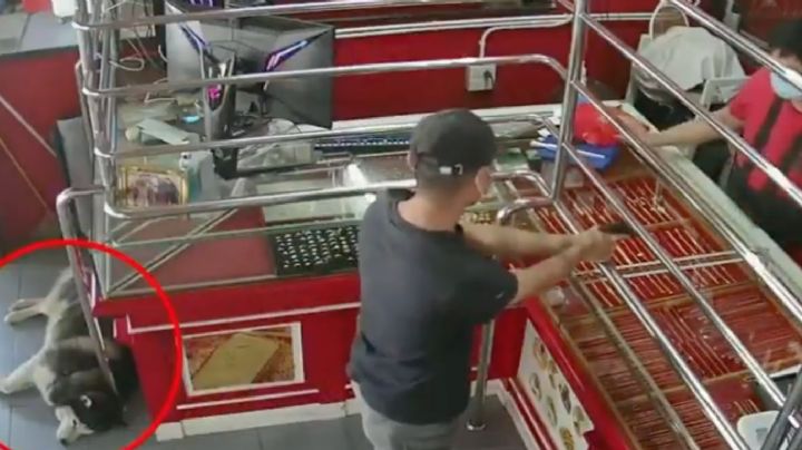 De no creerse: Fingen asalto para poner a prueba a perro guardián; el final fue sorpresivo