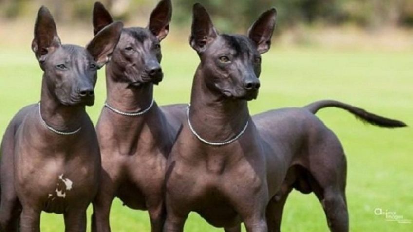 ¿Los hay con pelo? Conoce algunos de los datos más interesantes del Xoloitzcuintle
