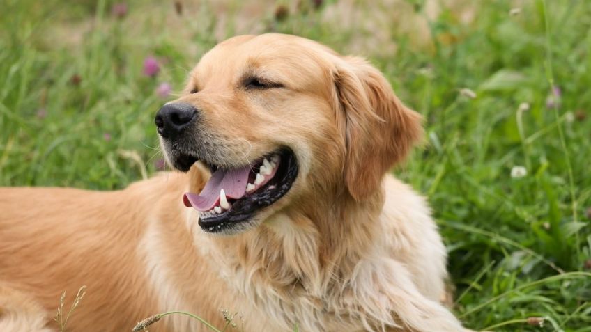 Muy parecidos a Einstein: Estas son las 5 razas de perros más inteligentes