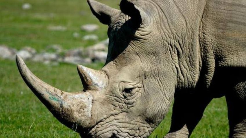VIDEO: ¡Aterrador momento! Joven logra calmar a rinoceronte salvaje con esta técnica