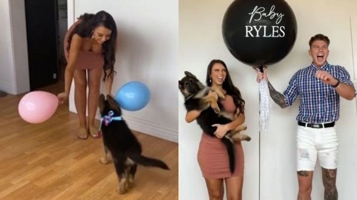 ¡Perro brujo! Mascota revela el sexo del bebé antes de que sus dueños lo sepan
